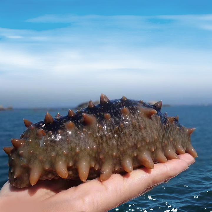 上品堂海参故事